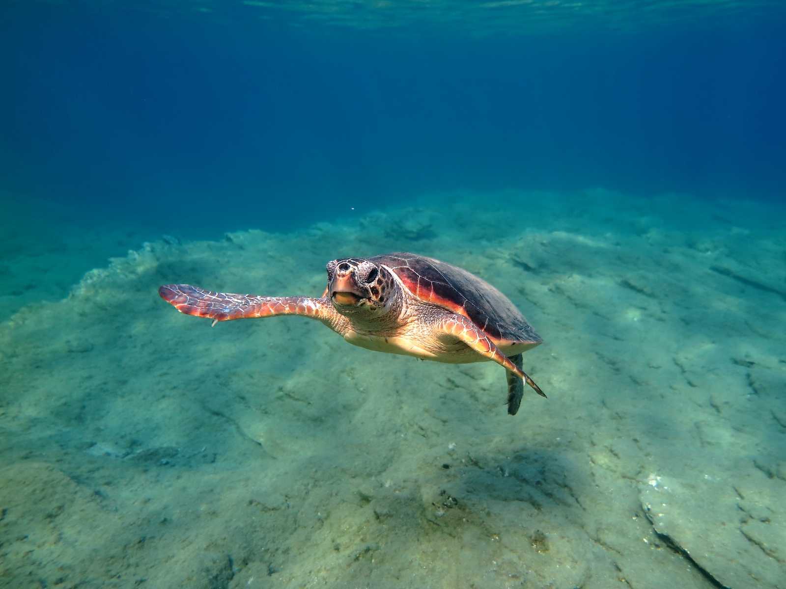 Caretta caretta (Linnaeus, 1758)